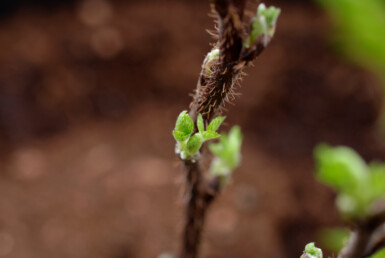 Berçário especializado na produção de plantinhas de nózes em áreas protegidas